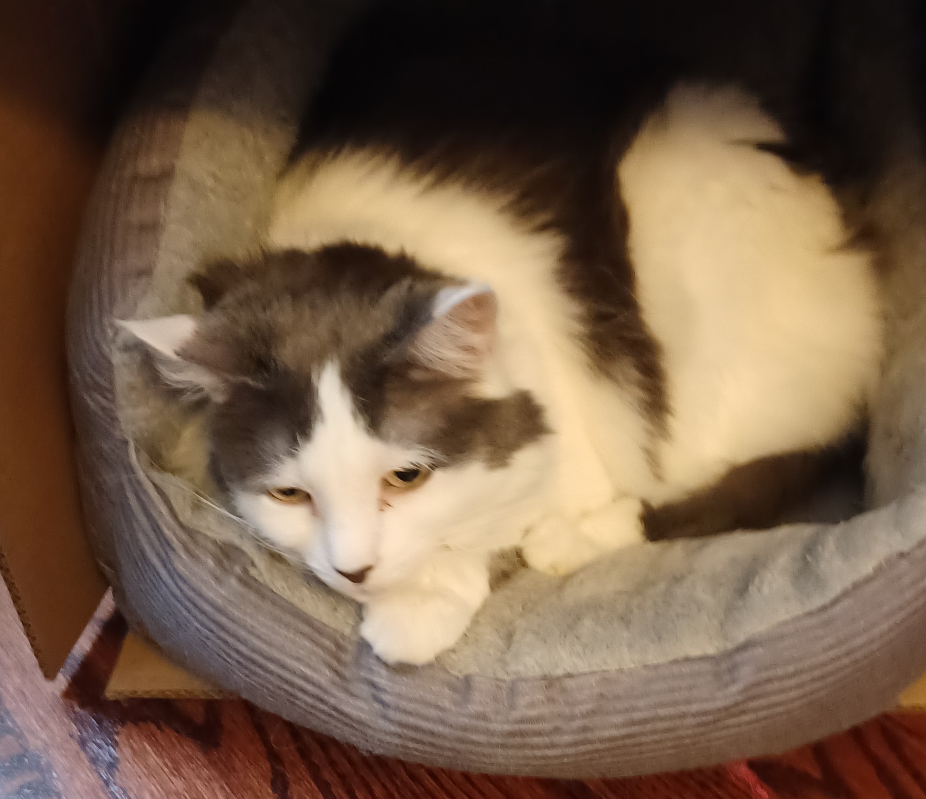 Grey-and-white cat on a cat bed that's inside a box